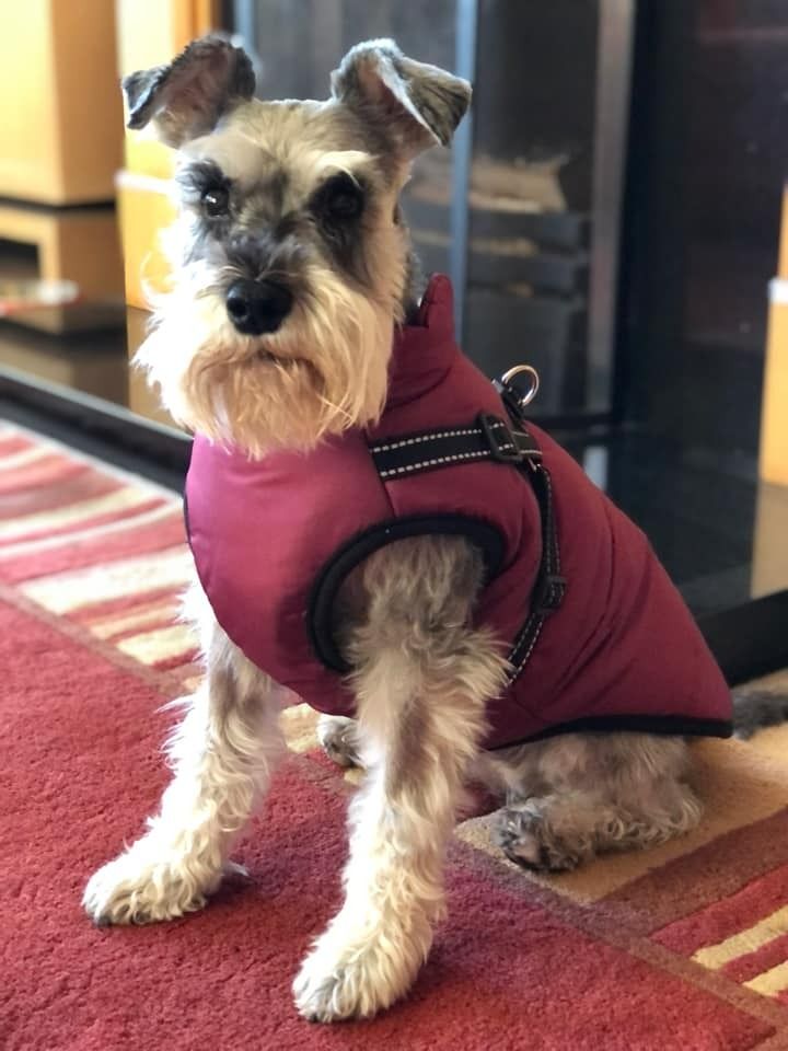 Customer photo review of FurryKing™ 3 in 1 Winter Jacket