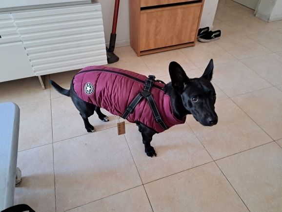 Customer photo review of FurryKing™ 3 in 1 Winter Jacket