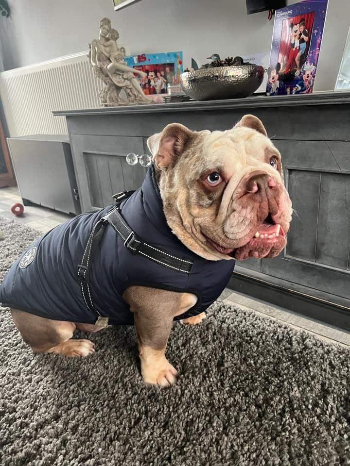Customer photo review of FurryKing™ 3 in 1 Winter Jacket