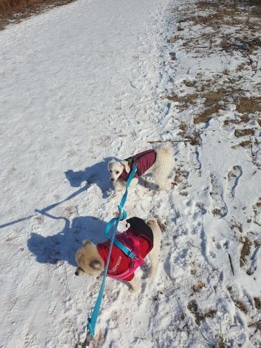 Customer photo review of FurryKing™ 3 in 1 Winter Jacket
