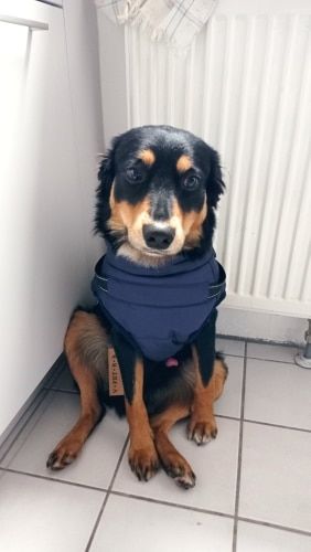 Customer photo review of FurryKing™ 3 in 1 Winter Jacket