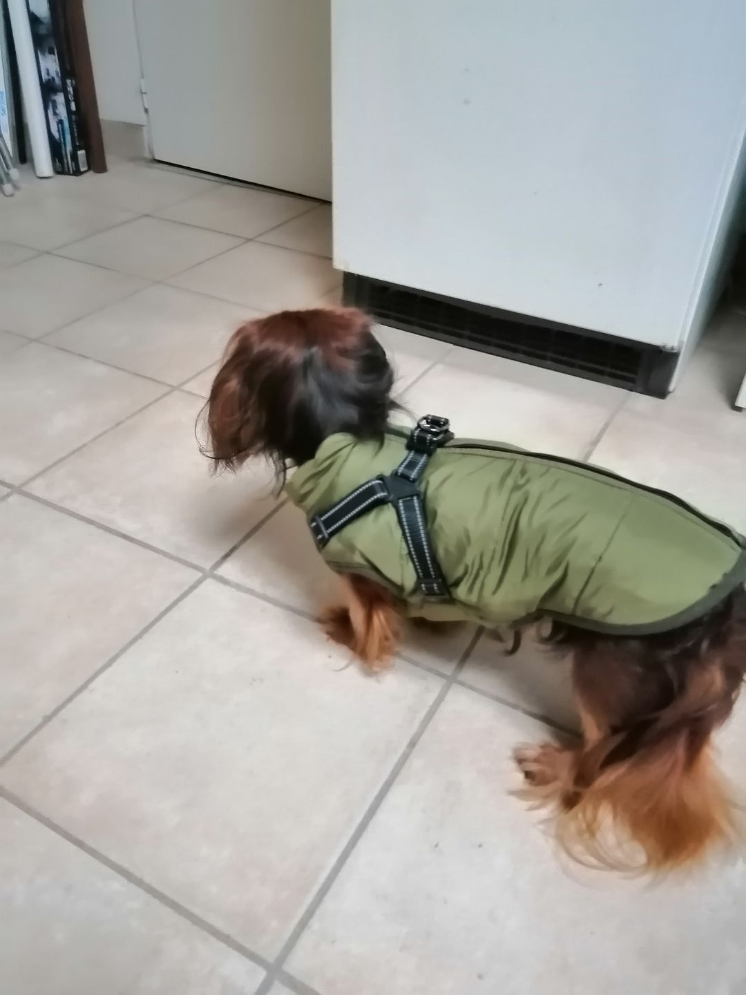 Customer photo review of FurryKing™ 3 in 1 Winter Jacket