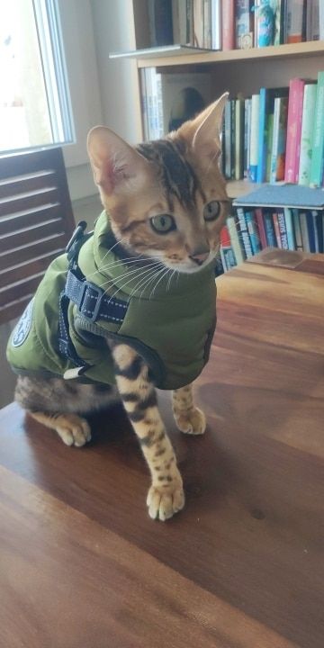 Customer photo review of FurryKing™ 3 in 1 Winter Jacket