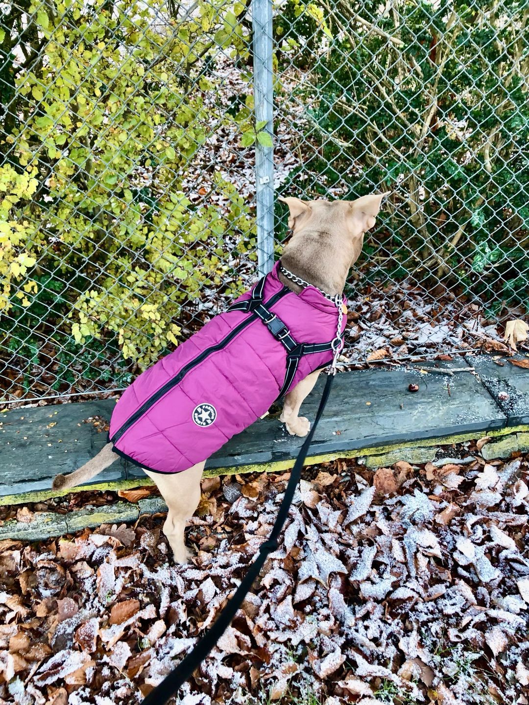 Customer photo review of FurryKing™ 3 in 1 Winter Jacket