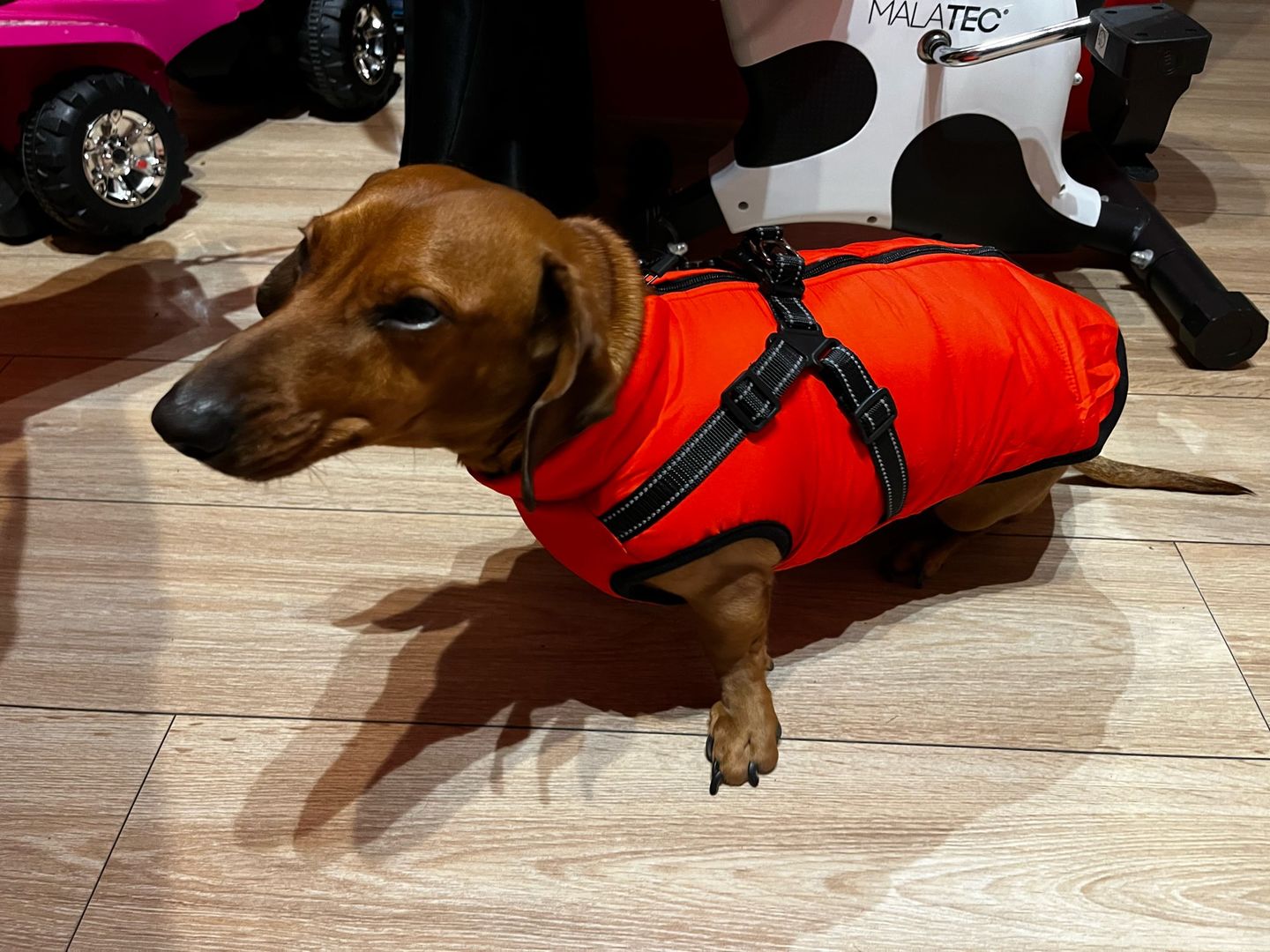 Customer photo review of FurryKing™ 3 in 1 Winter Jacket