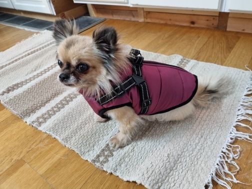 Customer photo review of FurryKing™ 3 in 1 Winter Jacket