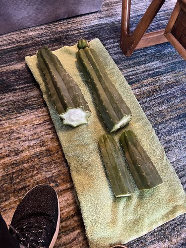 Customer photo review of San Pedro Cactus Cuttings | Trichocereus pachanoi Cuttings