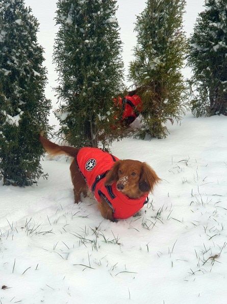 Customer photo review of FurryKing™ 3 in 1 Winter Jacket