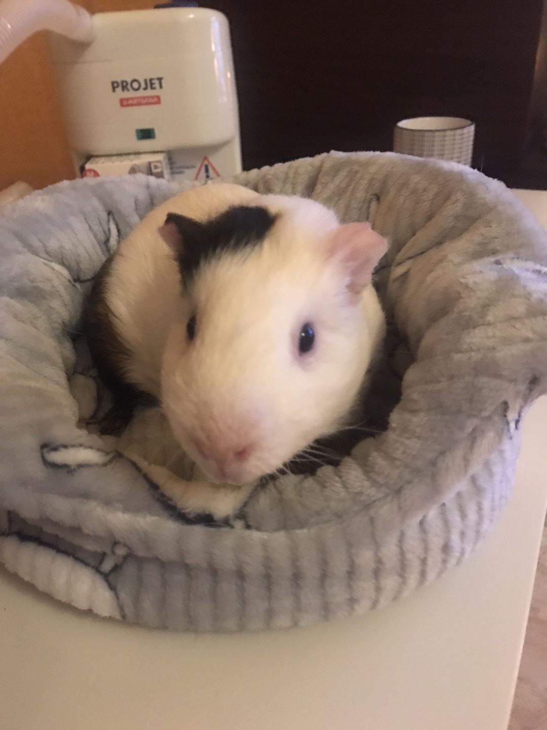 Customer photo review of Offbeat Piggy Play Package - Guinea Pig Toy - Soft and Cuddly
