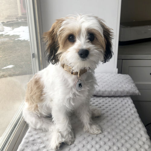 Customer photo review of White