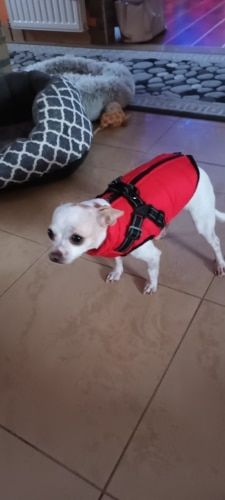 Customer photo review of FurryKing™ 3 in 1 Winter Jacket