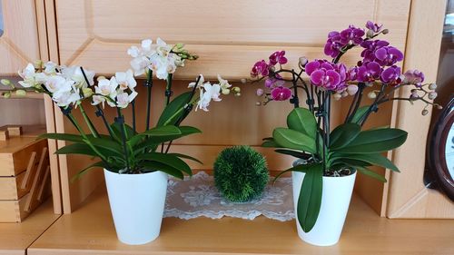 Customer photo review of 2er Orchideen Überraschung + Übertöpfe