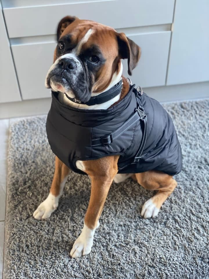 Customer photo review of FurryKing™ 3 in 1 Winter Jacket