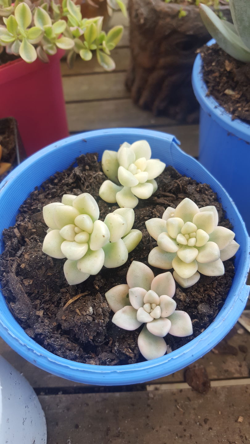Customer photo review of Graptopetalum Mendozae Variegata Cuttings
