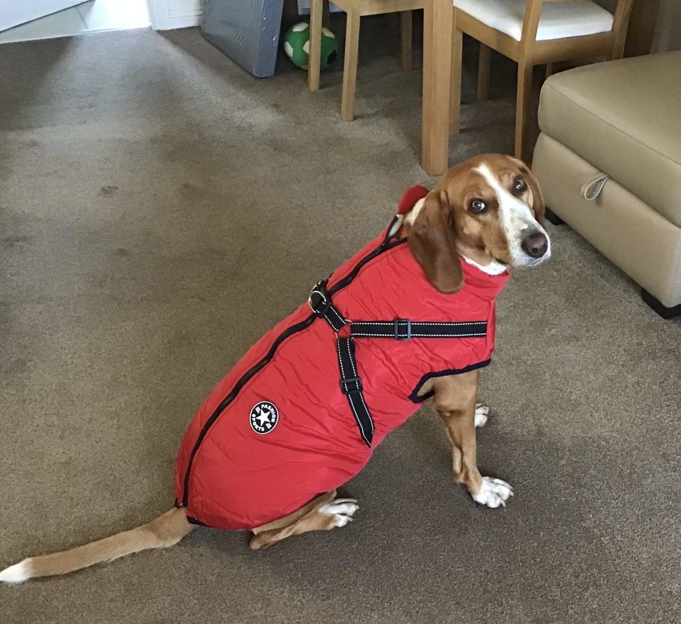 Customer photo review of FurryKing™ 3 in 1 Winter Jacket