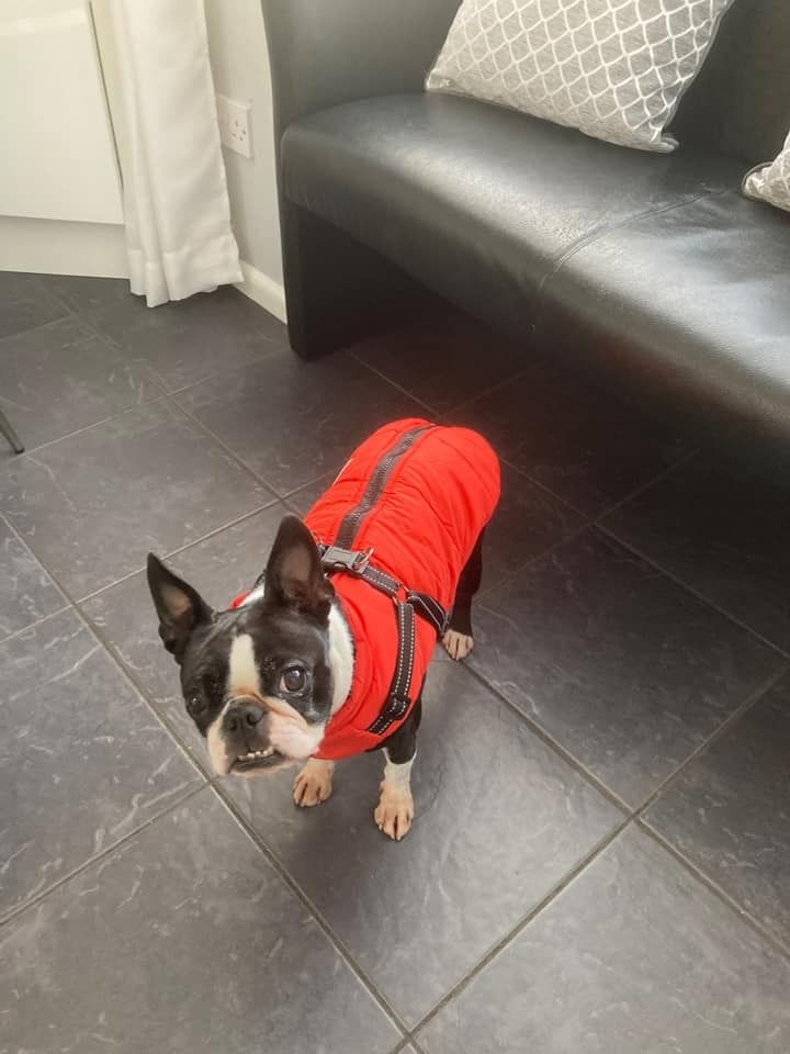 Customer photo review of FurryKing™ 3 in 1 Winter Jacket