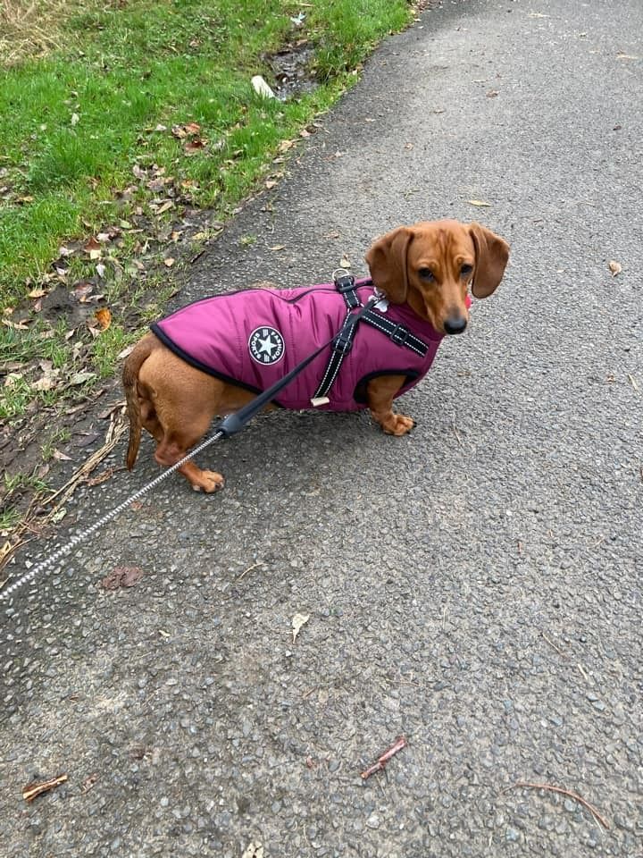 Customer photo review of FurryKing™ 3 in 1 Winter Jacket