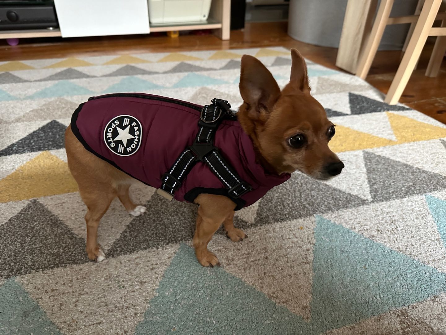 Customer photo review of FurryKing™ 3 in 1 Winter Jacket