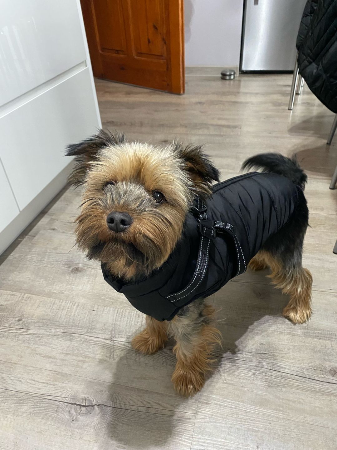 Customer photo review of FurryKing™ 3 in 1 Winter Jacket