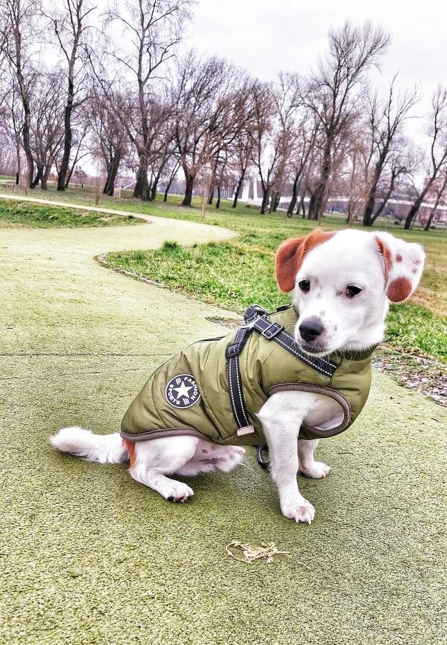 Customer photo review of FurryKing™ 3 in 1 Winter Jacket