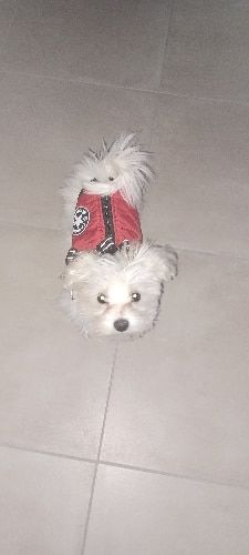 Customer photo review of FurryKing™ 3 in 1 Winter Jacket
