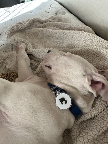 Customer photo review of White