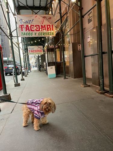 Customer photo review of Playa Poncho - Surprise Color