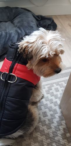 Customer photo review of Manteau Thermique PuppySafe™