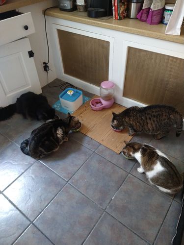 Customer photo review of Tuna Flaked With Carrot & Green Pea Recipe Dinner In Broth Adult Cat Food, 2.8-oz, Case of 12