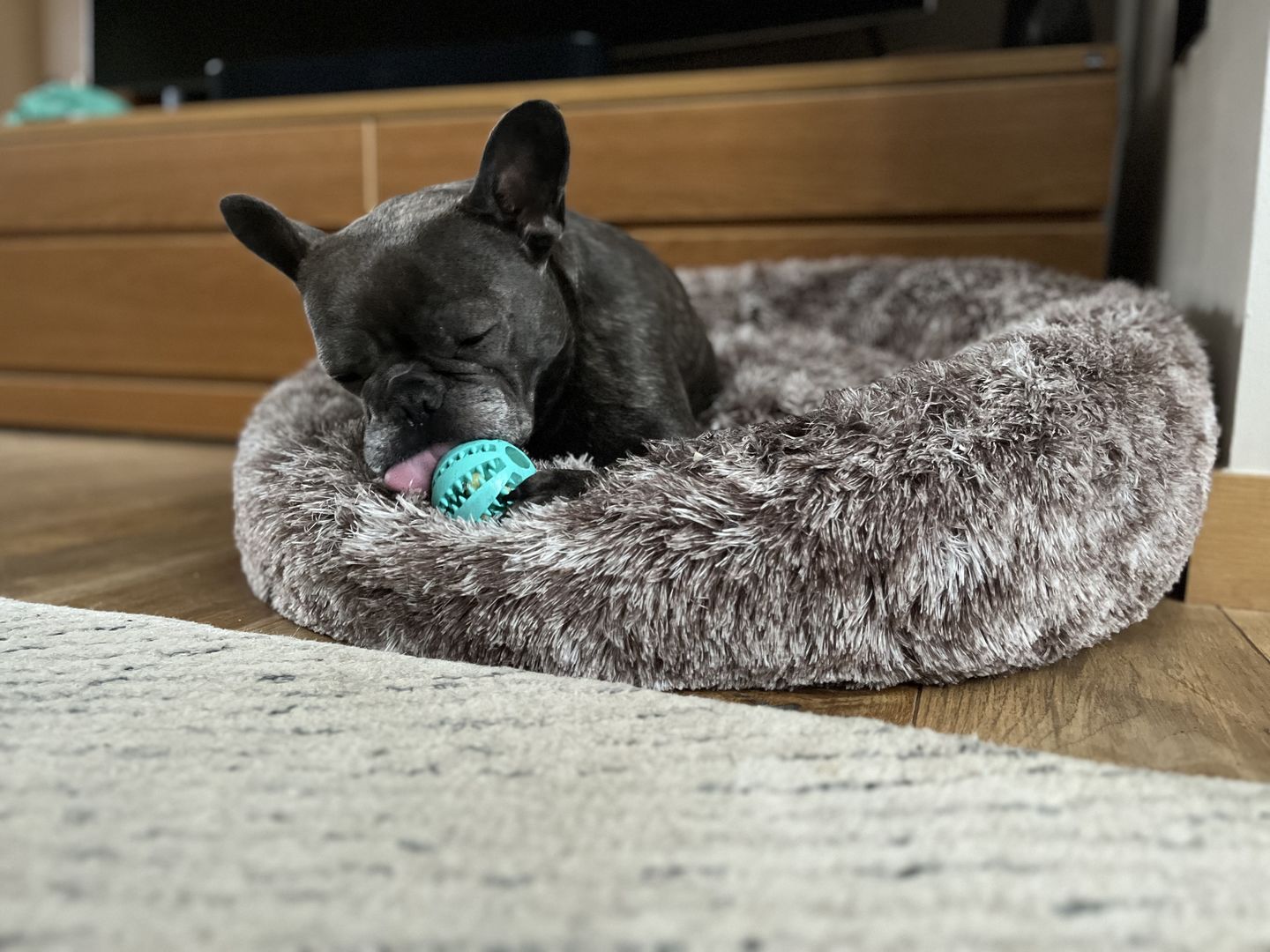 Customer photo review of Spare Calming Dog Bed Cover