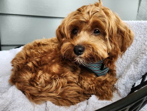 Customer photo review of Hemp Seed Oil for Dogs (200ml)