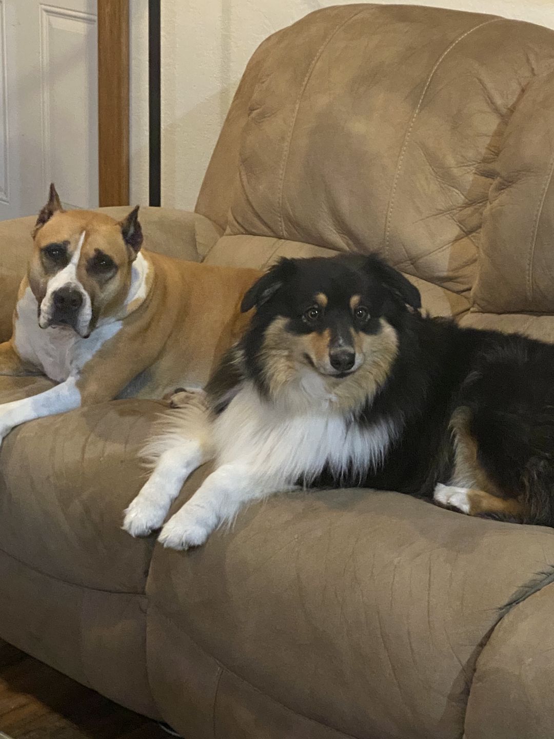 Customer photo review of 6 Inch Monster Braided Bully Stick