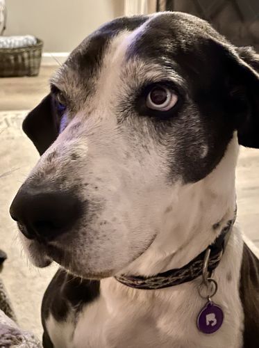 Customer photo review of Purple