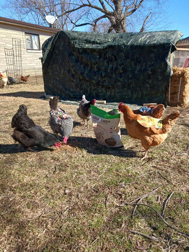 Customer photo review of GrubTerra Dried Black Soldier Fly Larvae