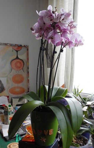 Customer photo review of Große Two of Us Charisma mit 4+ Stielen