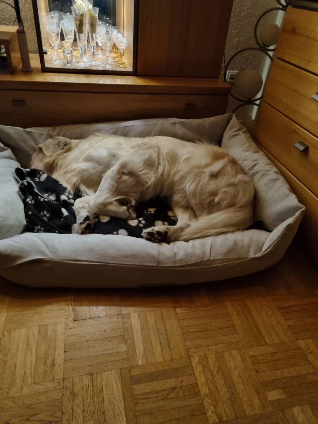 Customer photo review of Orthopädische Hunde Couch