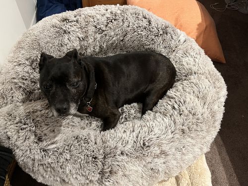 Customer photo review of PaWz Removable Cover Calming Pet Bed