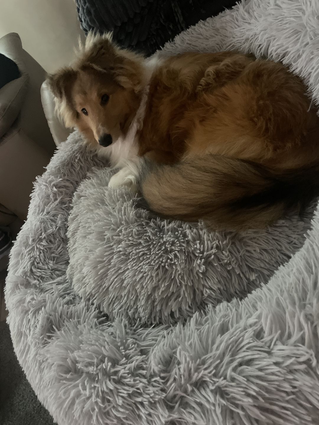 Customer photo review of Premium Hunde Bademantel