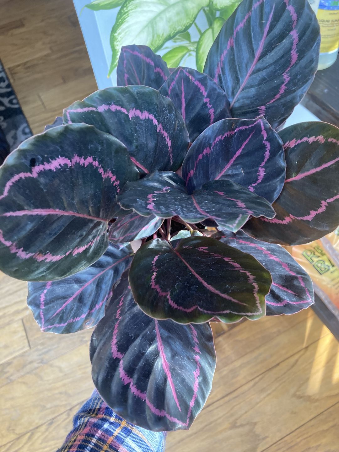 Customer photo review of 4" Calathea roseopicta 'Dottie'