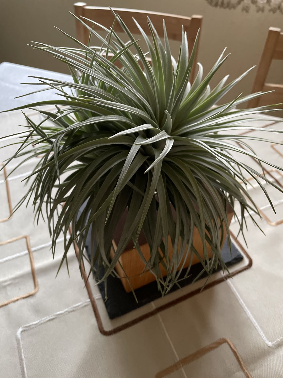 Customer photo review of Tilly Xylo - Gigant