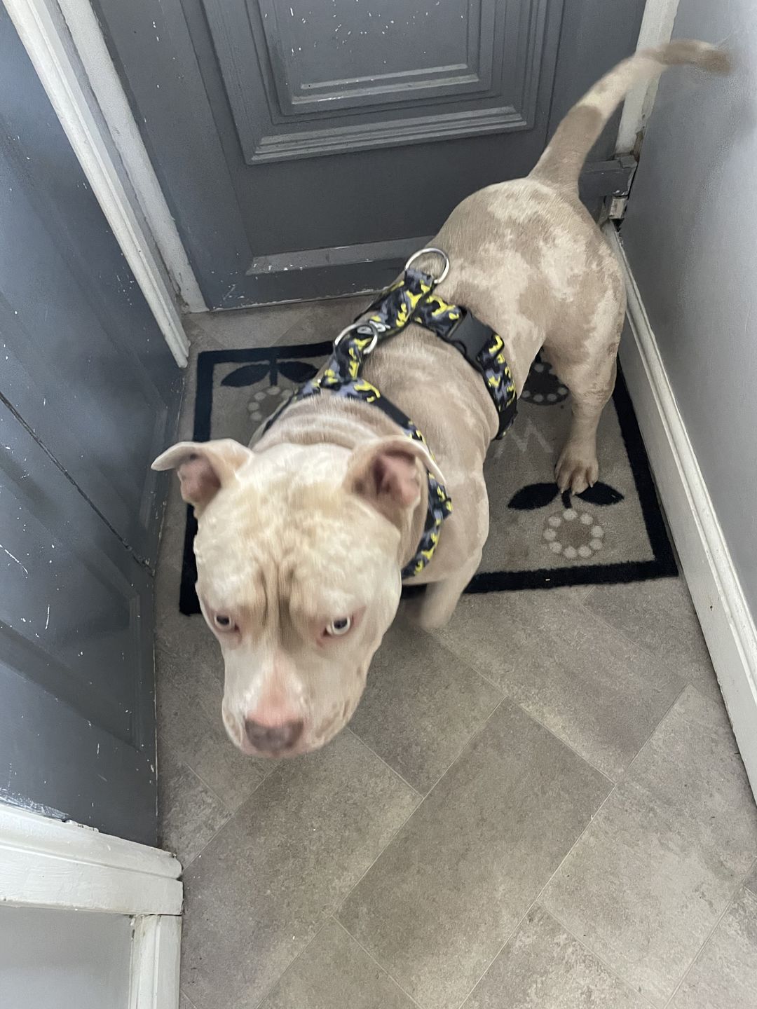 Customer photo review of TRI-Harness® | Anti-Pull, Adjustable & Durable - Dog Trainers Choice -  CAMO Lightning v2.0