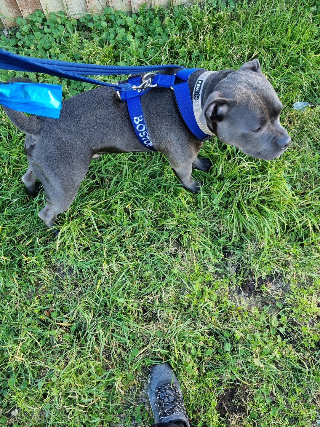 Customer photo review of TRI-Harness® | Anti-Pull, Adjustable & Durable - Dog Trainers Choice -  Blue v2.0