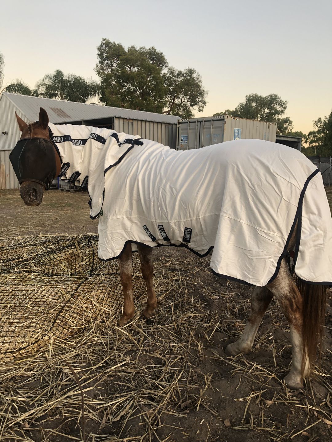 Customer photo review of Rambo Natura Summer Sheet