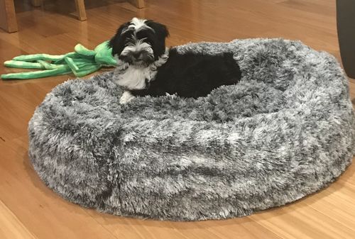 Customer photo review of PaWz Removable Cover Calming Pet Bed