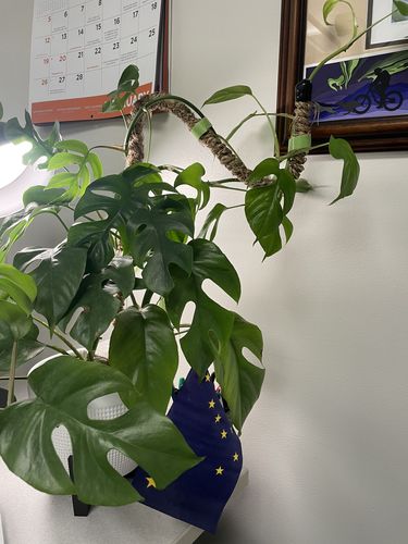 Customer photo of The Original Bendable Coir Pole™ - Best Seller (Tape Included) from Sue G.