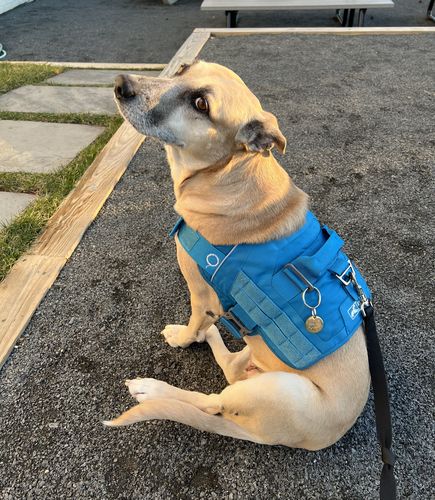 Customer photo review of Peaches - Chippit ID