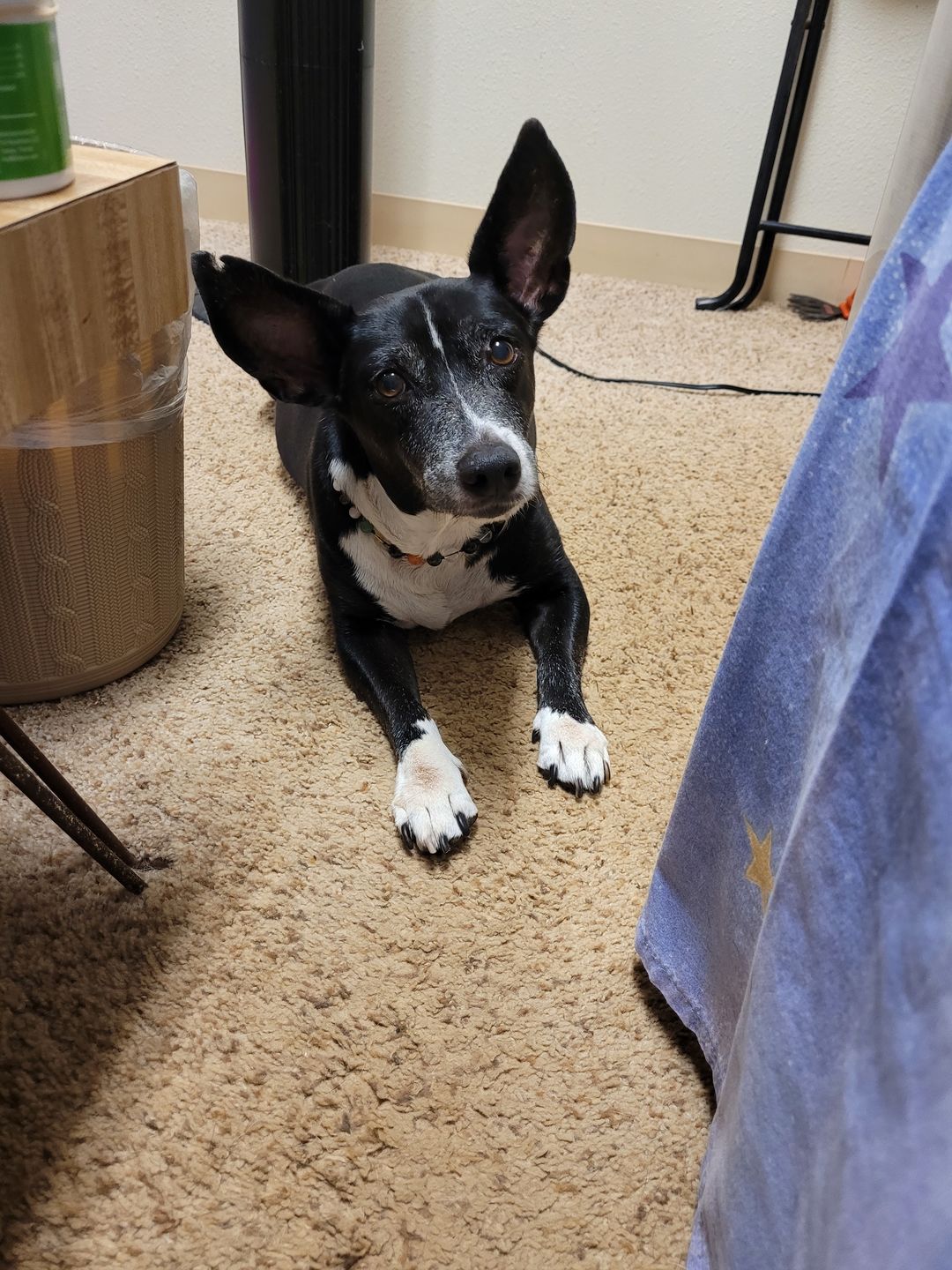 Customer photo review of KING KALM™ CBD 150mg - Medium Size Pet Formula (5mg of CBD per 1ml)