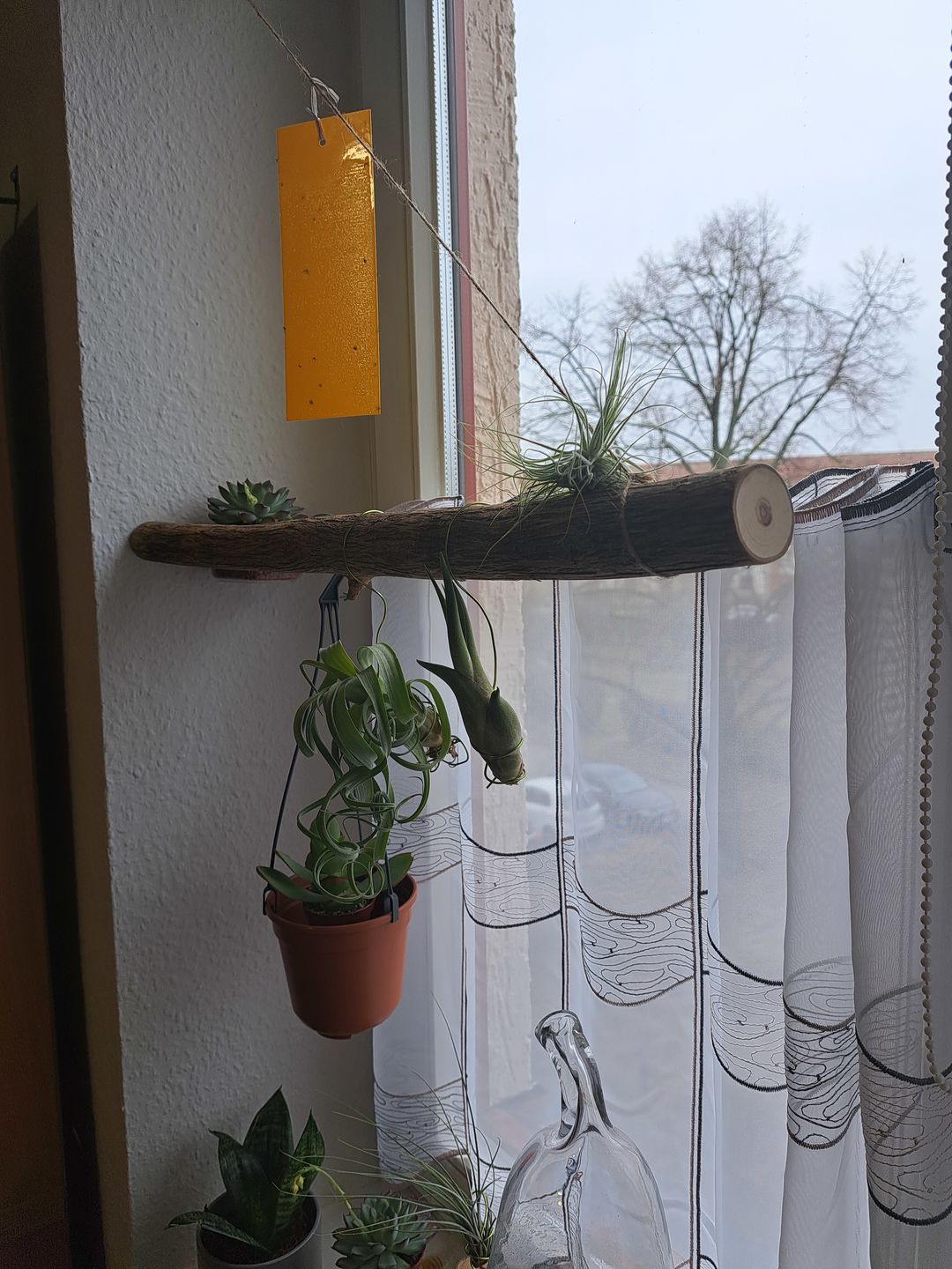 Customer photo review of Tillandsia caput medusae