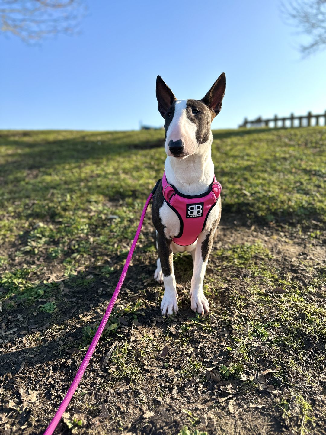 Customer photo review of Premium Comfort Harness | Non Restrictive & Adjustable - Magenta