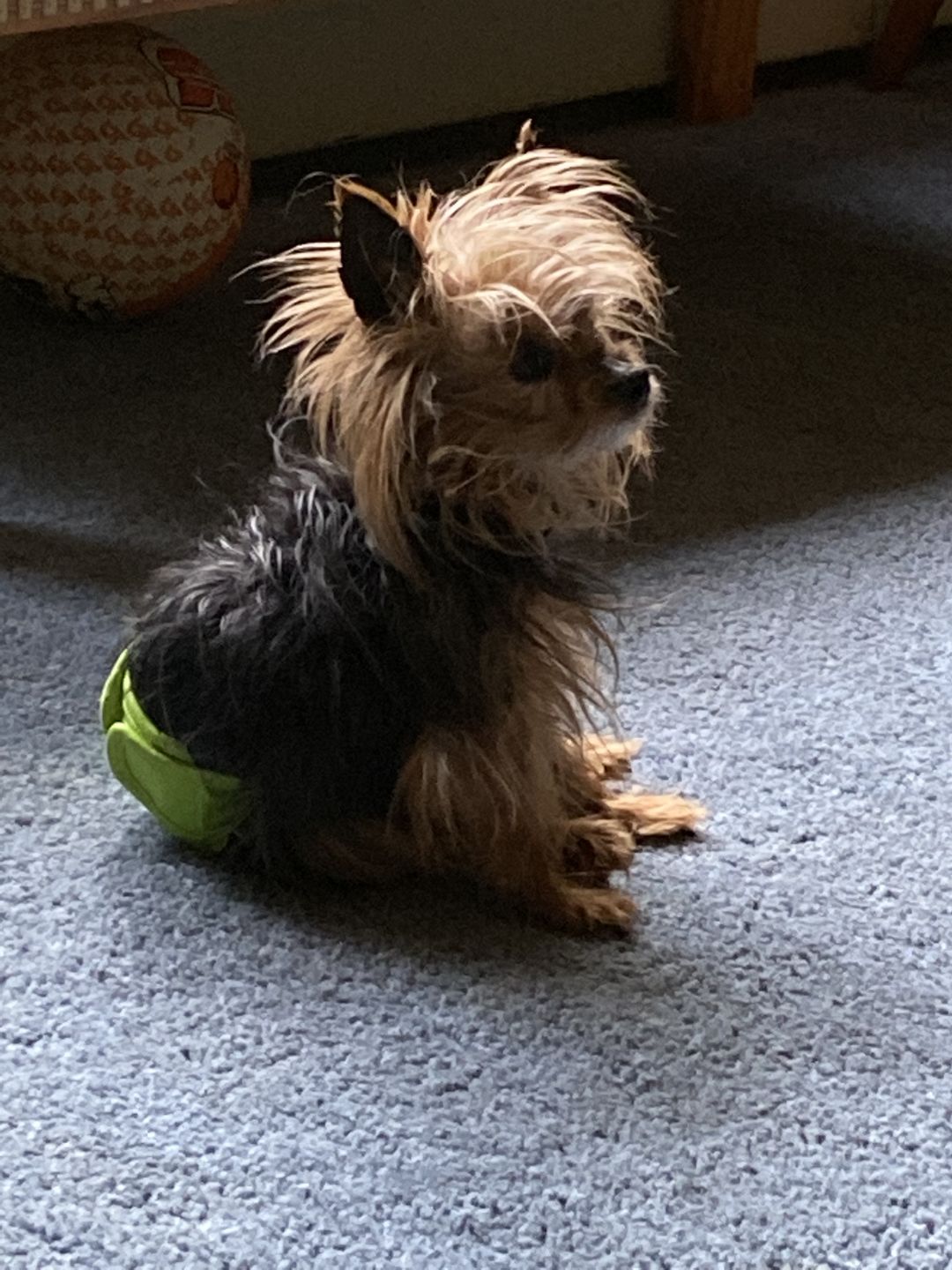Customer photo review of KING KALM™ CBD 75mg - Small Size Dog & Cat Formula - 2.5mgs of CBD per each 1ml.